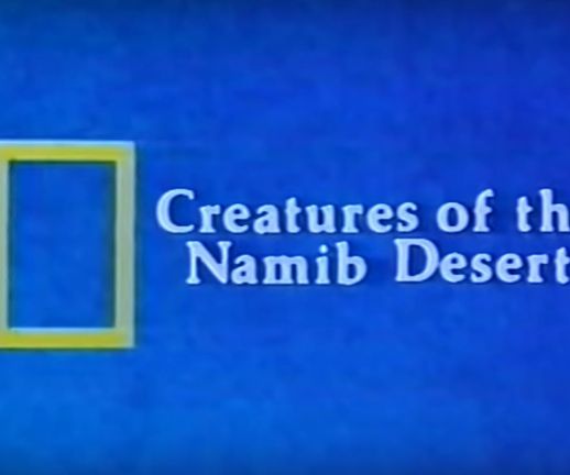 Creatures of the Namib Desert
