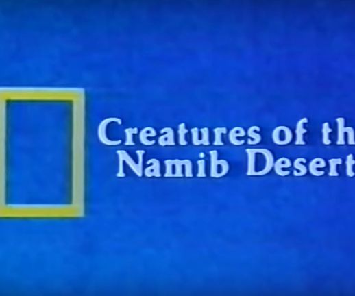 Creatures of the Namib Desert