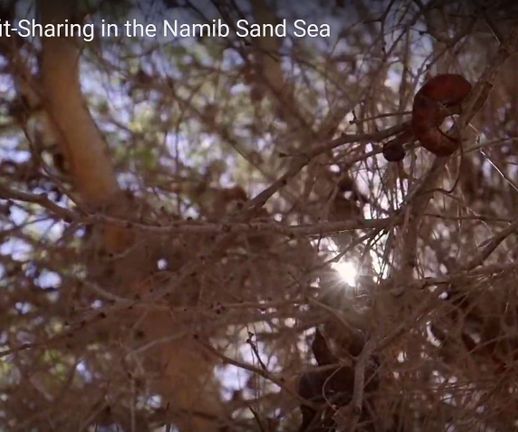 Benefit-sharing in the Namib Sand Sea